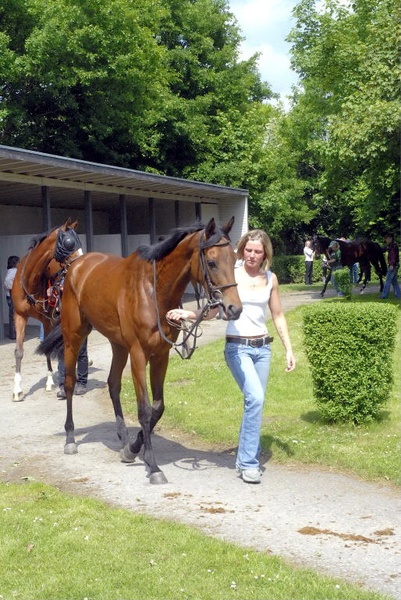 Neue Bult Mai09   019.jpg